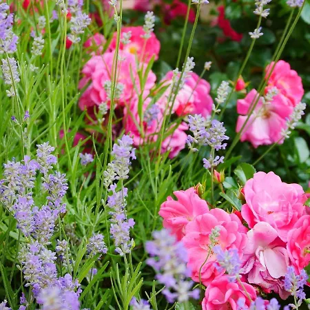 Meyer * Schonwald (Bavaria)