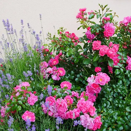 Meyer Schonwald (Bavaria)