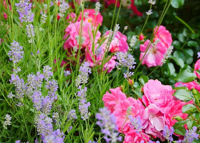 Meyer * Schonwald (Bavaria)