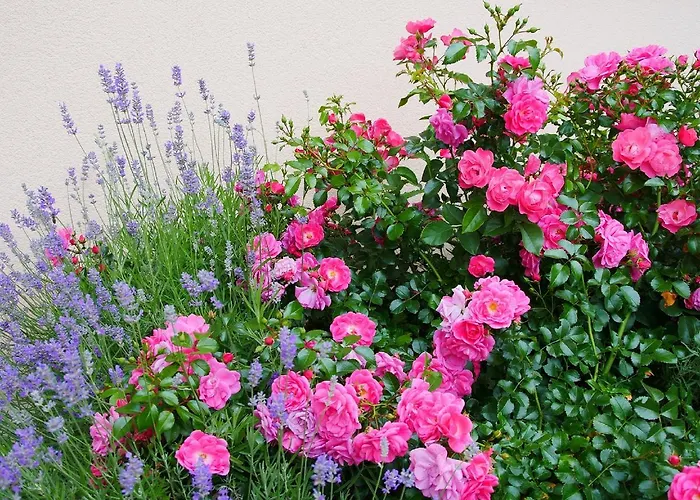 Meyer Schonwald (Bavaria)